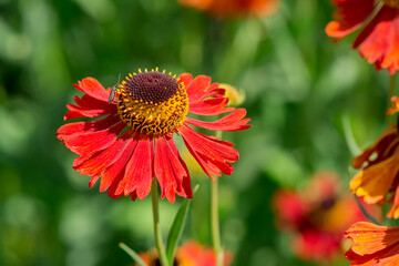 A selective focus shot of blooming Common sneezeweeds