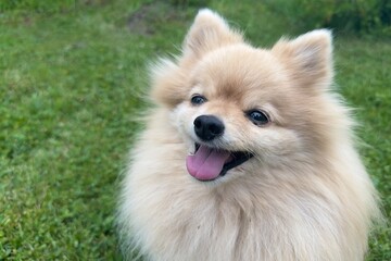 portrait of cute Pomeranian Spitz dog, young fluffy puppy on green grass at summer day. Miniature...