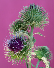 closeup of a green greater burdock with a purple bloom on a pink background