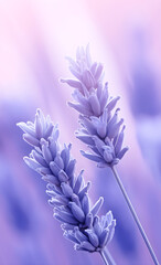 Lavender Field, Macro Shot with Copy Space for Text - obrazy, fototapety, plakaty