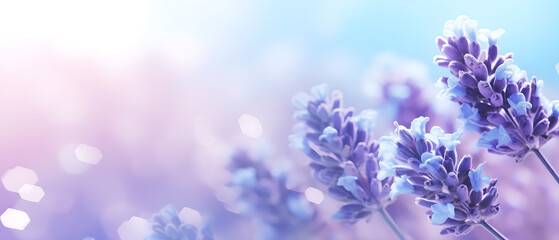 Lavender flowers closeup, macro shot with blurred background for copy space for text and advertising