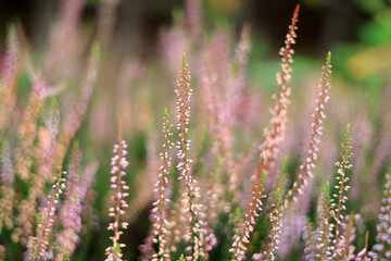 ギョリュウモドキ