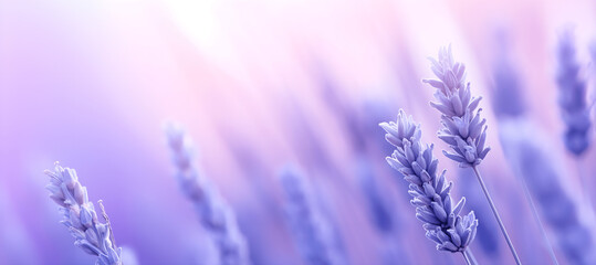Lavender field closeup, macro shot with diagonal blurred background for copy space for text and...