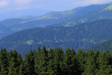 Oriental spruce forest in Dereli - Giresun in teh Eastern Black Sea Region of Turkey