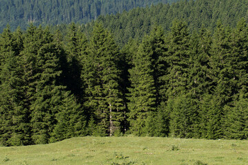 Fototapeta na wymiar Partial view of an Oriental spruce forest in Dereli - Giresun in teh Eastern Black Sea Region of Turkey