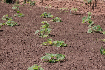 A young green pumpkin plant on straw bed