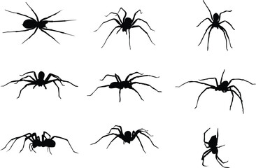 A collection of spiders in various positions