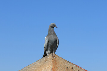 A perching feral pigeon (Columba livia)