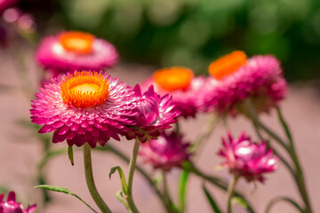 Beautiful Deep Colored Strawflower Macro