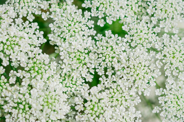 Big white field flower Ammi majus. Bullwort, Queen Anne lace