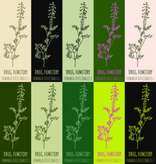 Set of vector drawing DRUG FUMITORY in various colors. Hand drawn illustration. The Latin name is FUMARIA OFFICINALIS L
