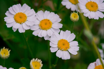 Obraz premium Close up of spring white daisies in a field.