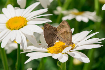 Close up of spring white daisies in a field.