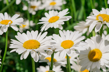 Close up of spring white daisies in a field.