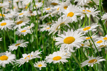 Fototapeta premium Close up of spring white daisies in a field.