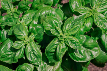 Closeup of a Sweet Basil Plant in garden