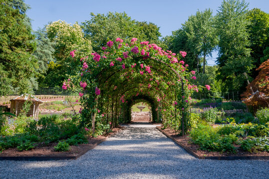 Formal rose garden with arching trellises