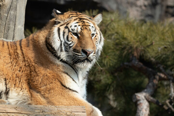 Happy Amur Tiger relaxing on the beam