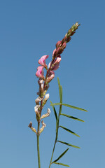 Onobrychis viciifolia, also known as Onobrychis sativa or common sainfoin has been an important forage legume in temperate regions 