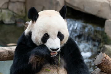 Fototapeta premium Close up Playful Male Panda, Le Bao, Eating Bamboo, South Korea