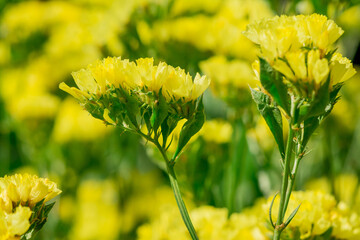 limonium sinuatum or statice salem flowers in blue, lilac, violet, pink, white, yellow colors
