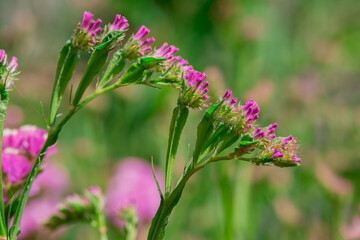 limonium sinuatum or statice salem flowers in blue, lilac, violet, pink, white, yellow colors