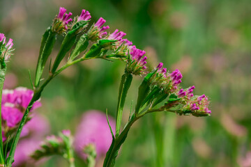 limonium sinuatum or statice salem flowers in blue, lilac, violet, pink, white, yellow colors