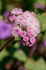 Long spike inflorescence of pink wild flowers on a background
