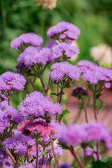Obraz premium Long spike inflorescence of pink wild flowers on a background