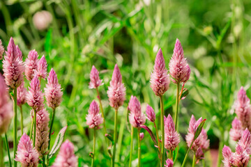 Long spike inflorescence of pink wild flowers on a background