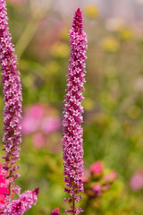 Long spike inflorescence of pink wild flowers on a background