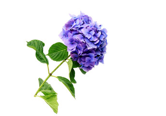 Hydrangea macrophylla is a species of flowering plant in the family Hydrangeaceae, native to Japan....