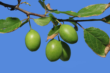 Ripining fruits of a wild plum tree in Kumbet Highland in Dereli, Giresun in the eastern Black Sea Region in Turkey