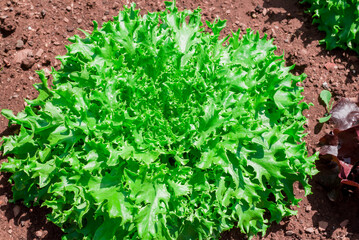 Rowns of Fancy Lettuce in a cottage garden