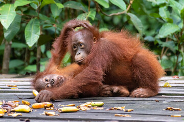 Playing orangutan babies  © Marc_H