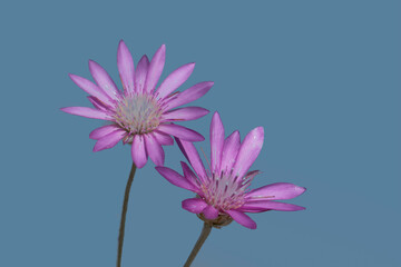 Flowers of annual everlasting (xeranthemum longipapposum)