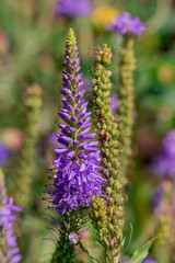 Obraz premium Summer blooming garden flower Liatris.
