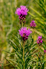 Summer blooming garden flower Liatris.