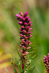 Summer blooming garden flower Liatris.