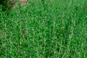 Thymus vulgaris (common thyme, garden thyme) in garden