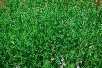 Obraz premium Thymus vulgaris (common thyme, garden thyme) in garden