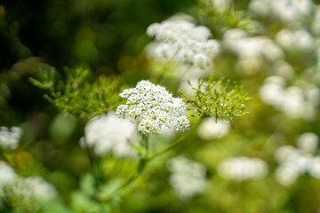 Anthriscus sylvestris is a herbaceous biennial or short-lived perennial plant in the family...
