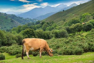 Fototapeta na wymiar A cow grazing in Les Praeres, Sierra de Peñamayor, Nava municipality, Asturias, Spain