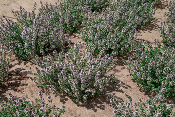 Thymus vulgaris (common thyme, garden thyme) in garden