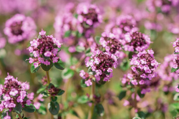 Obraz premium Thymus vulgaris (common thyme, garden thyme) in garden