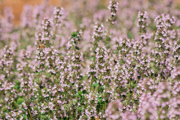 Obraz premium Thymus vulgaris (common thyme, garden thyme) in garden