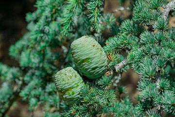 Fototapeta na wymiar Tree cedar cones on the branch