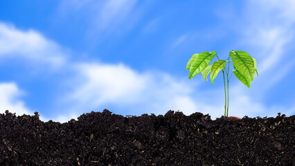 Seedling growing from fertile soil till morning sunlight shining, growing and organic plants...