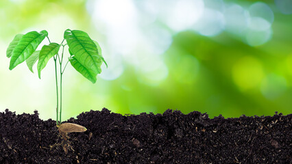 Seedling growing from fertile soil till morning sunlight shining, growing and organic plants ecology concept, Young tree with bokeh background.