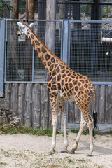giraffe in the summer at the Riga Zoo 3